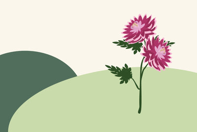 November birth flowers & what they symbolise