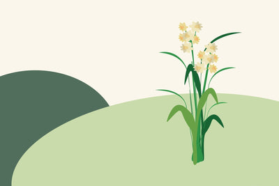 December birth flowers & what they symbolise