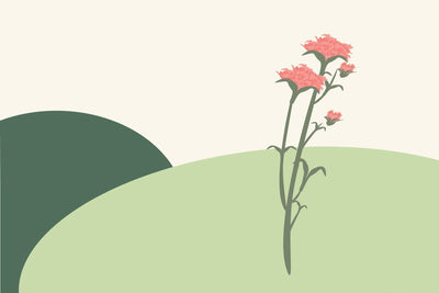 January birth flowers & what they symbolise