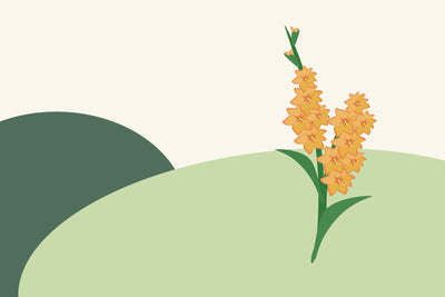 August birth flowers & what they symbolise