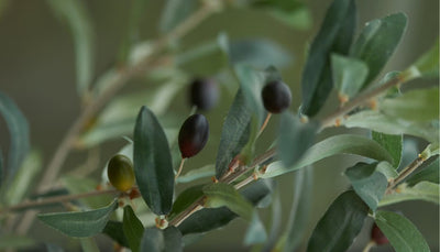 Buyer's guide: how to choose an artificial olive tree