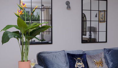 Refresh your space: our best tropical plants for spring