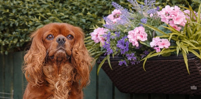 7 common houseplants toxic to dogs (& pet-safe alternatives)