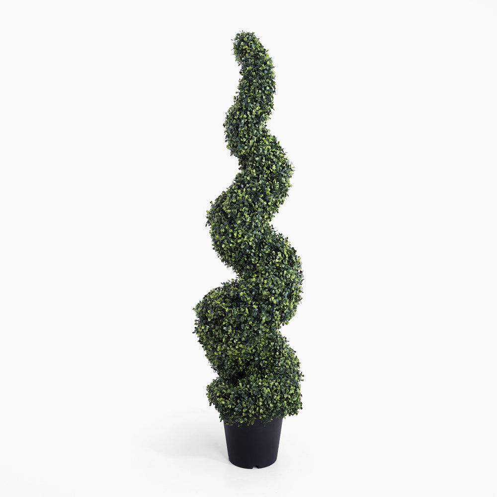 Boxwood spiral