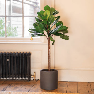 Fiddle leaf fig tree