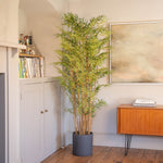 Japanese bamboo