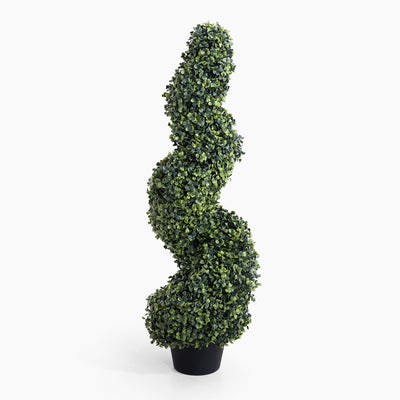 Boxwood spiral