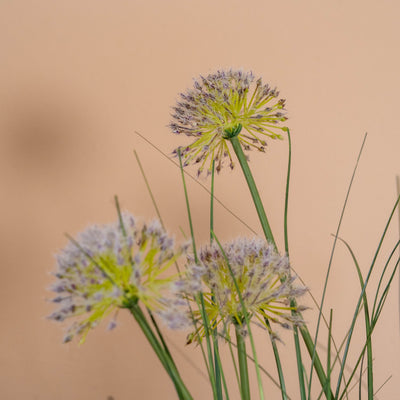 Close-up of a allium seed heads against a peach wall