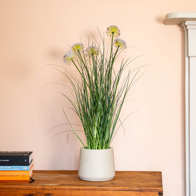 Potted plant on a wooden chest with a fireplace in the background