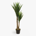 Spineless yucca
