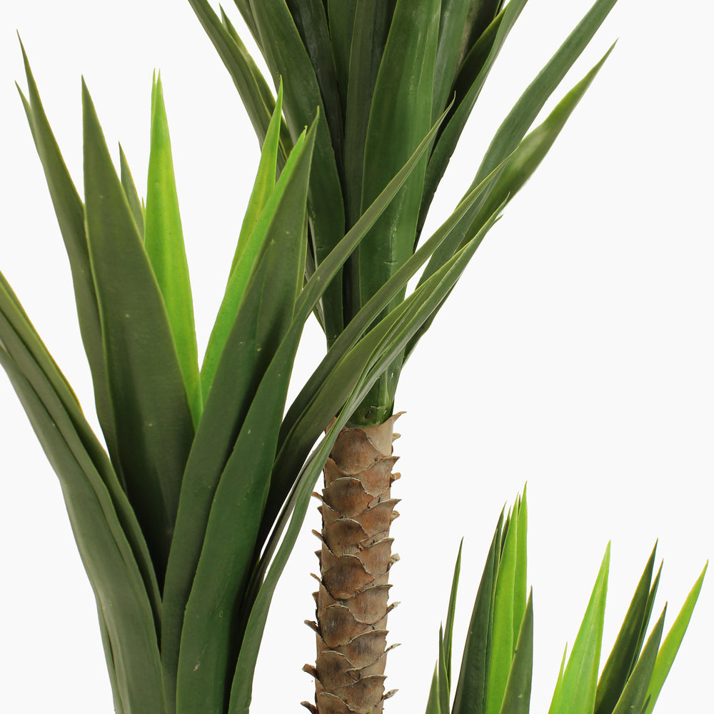 Spineless yucca