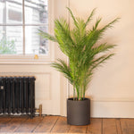 Chamaedorea palm