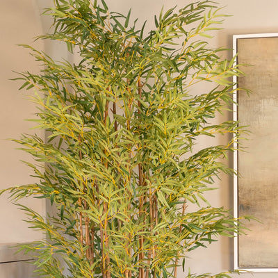 Japanese bamboo