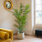 Chamaedorea palm