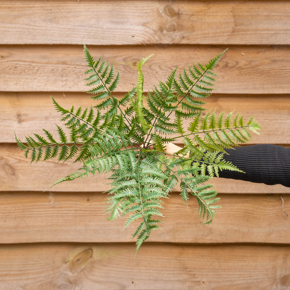 A view looking down at the top of green fern plant held by a person wearing a black sleeve, set against a wooden fence background.