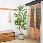 Leafy tree in clay pot in a hallway setting, beside a wooden door and chest.