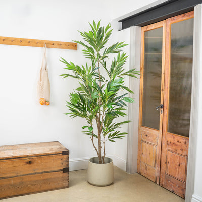 Leafy tree in clay pot in a hallway setting, beside a wooden door and chest.