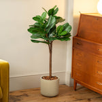 A potted fiddle-leaf fig plant with lush green leaves stands on a wooden floor in beige pot topped with bark next to a wooden cabinet in a warm room.