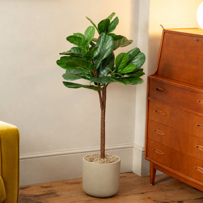 A tall fiddle-leaf fig plant with glossy green leaves in a beige pot topped with pale moss, placed on a wooden floor in a styled room next to a mid-century wooden cabinet.