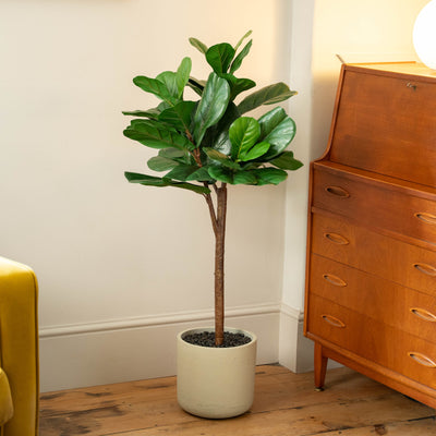 A tall fiddle-leaf fig plant with glossy green leaves in a beige pot topped with shiny, black small stones, placed on a wooden floor in a styled room next to a mid-century wooden cabinet.