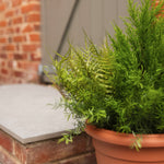 A potted artificial green plant with fern-like and pine-like foliage in a terracotta-colored plastic pot, staged outdoors next to a brick wall and stone ledge.