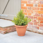 A terracotta-colored plastic planter pot containing green foliage, placed on a patio in front of a red brick wall and a gray gate.