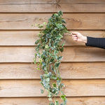 A variegated ivy vine with green and white leaves being held against a wooden wall.