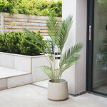 Potted palm on a patio with a modern building and greenery in the background