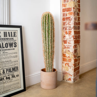 Cactus plant in a clay pot next to a framed newspaper against a brick wall.