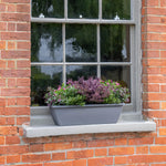 Window box with green and purple flowers and foliage on a brick wall