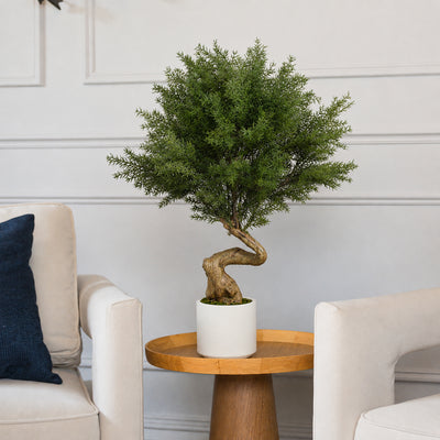 Norfolk pine bonsai