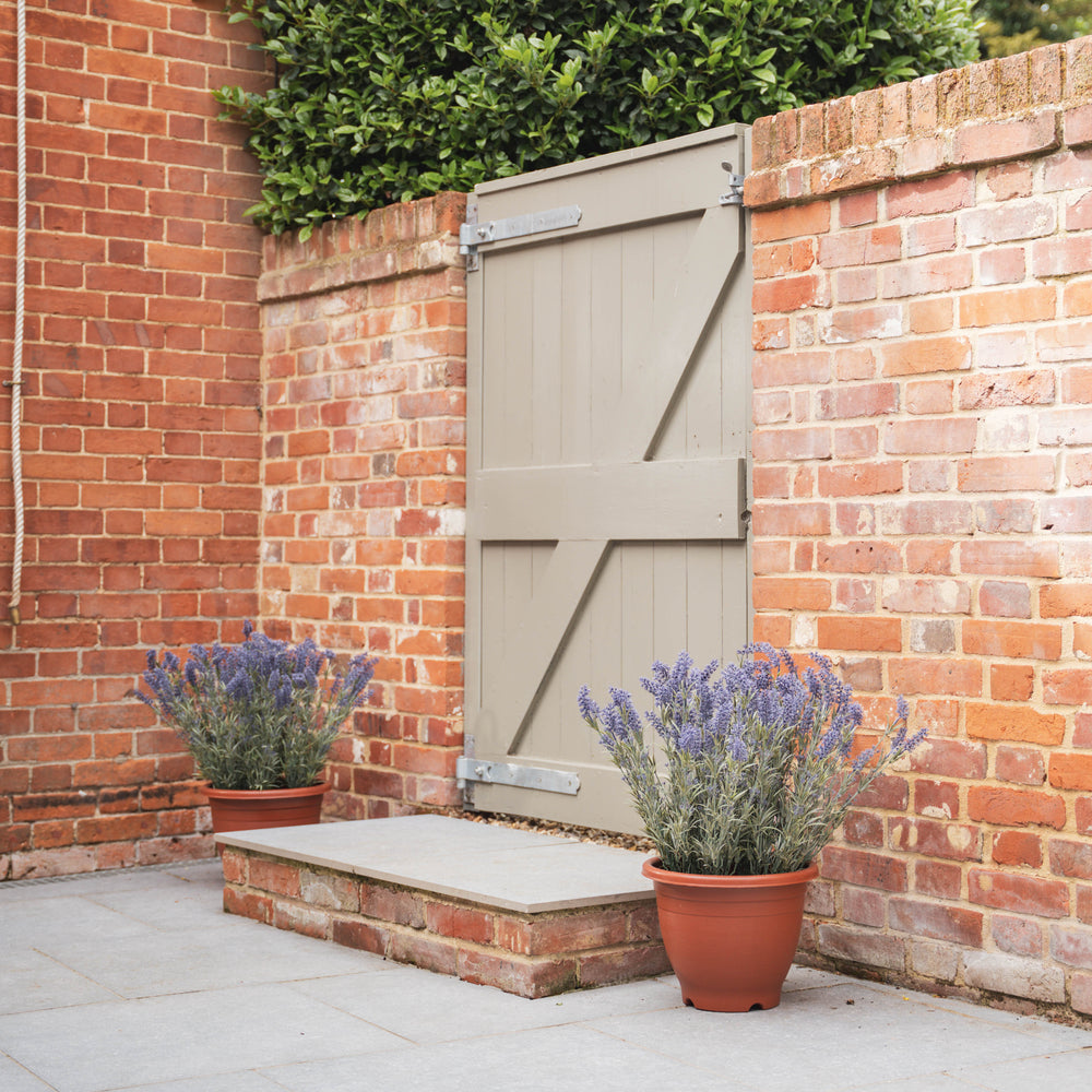 Brick wall with a wooden gate and two potted lavender plants