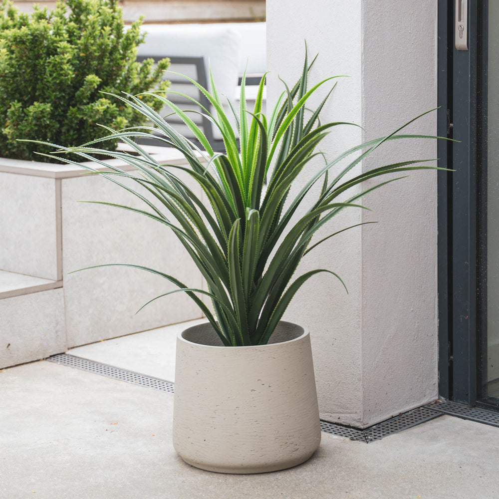 Potted plant on a patio with a modern building and greenery in the background