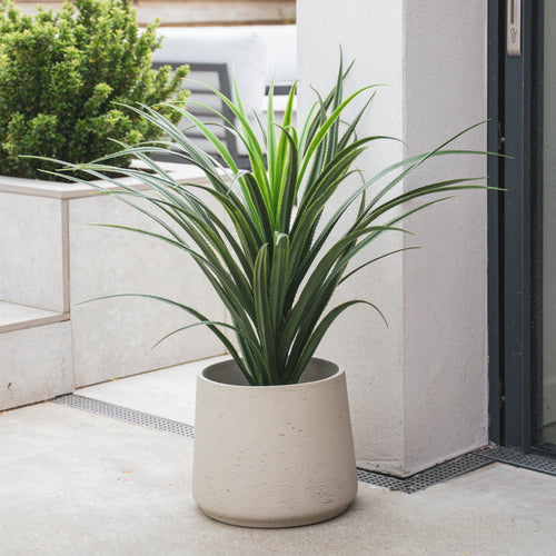 Potted plant on a patio with a modern building and greenery in the background