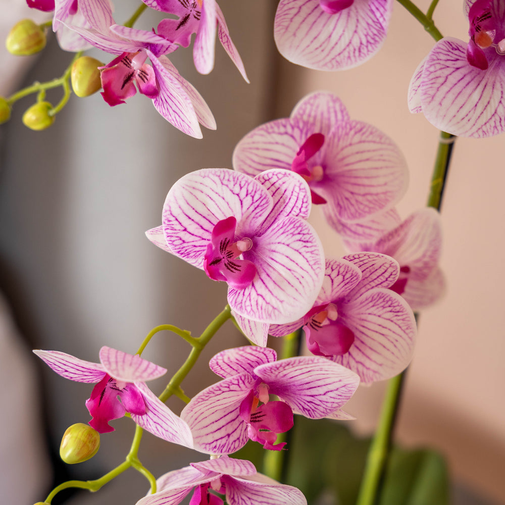 Close-up of white and pink veined orchids on a soft pink background