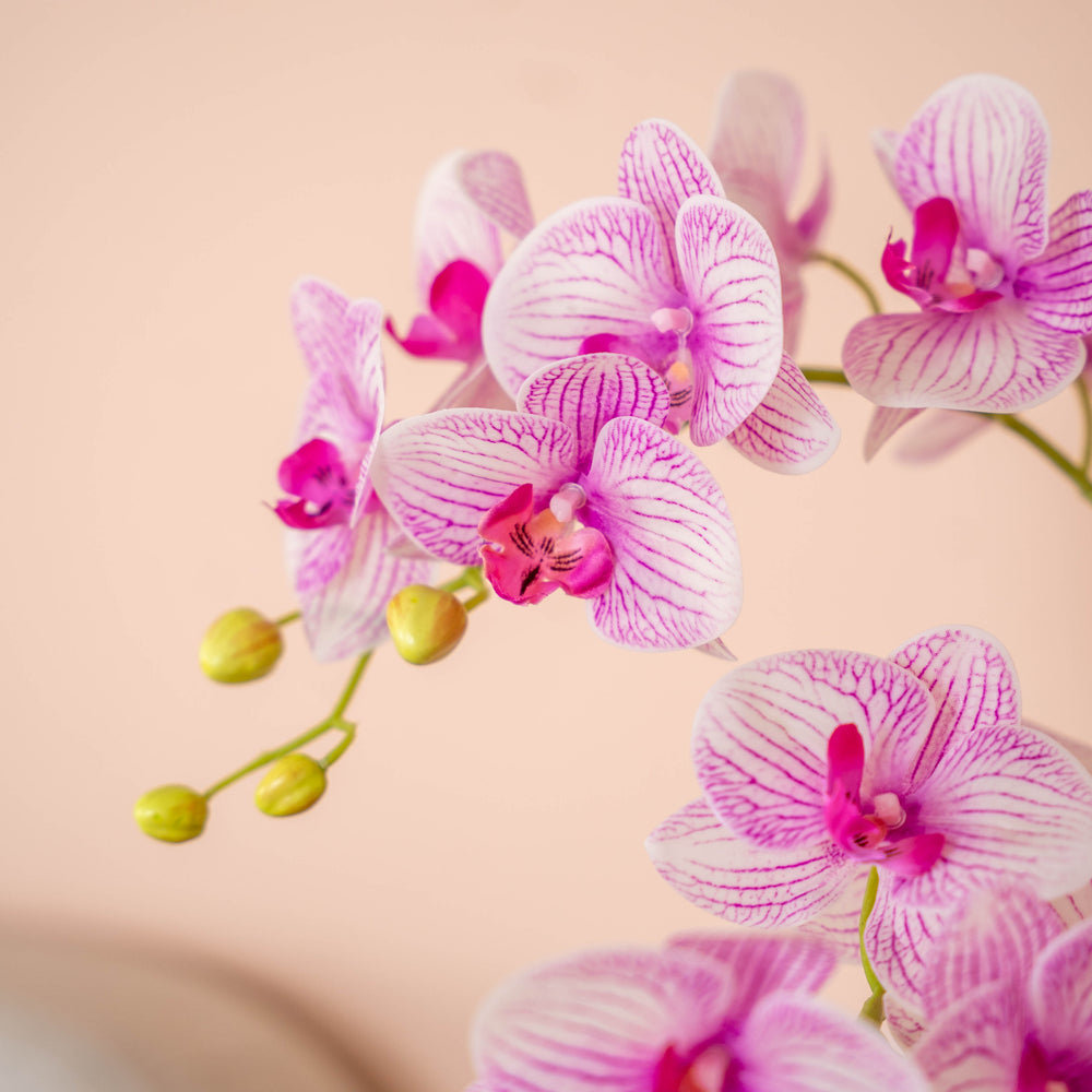 Close-up of white and pink veined orchids on a soft pink background