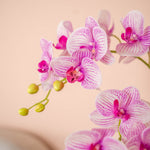 Close-up of white and pink veined orchids on a soft pink background