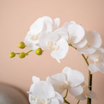 Close up of white orchids with green buds with a soft peach background