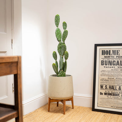 Prickly pear cactus