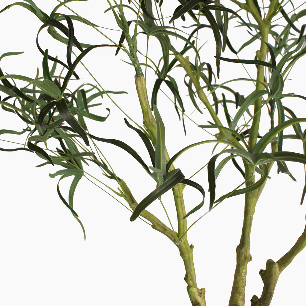 Queensland bottle palm tree