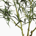 Queensland bottle palm tree