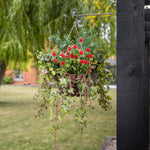 Red flowers and foliage in a basket, hanging on a bracket in a garden