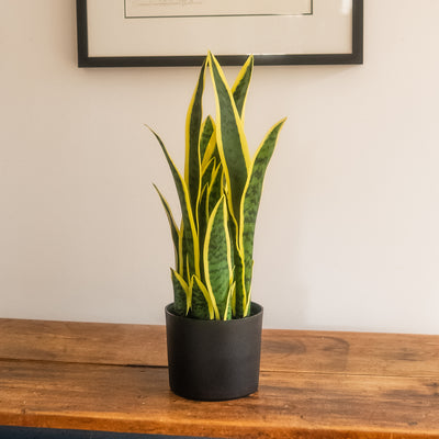 A snake plant with green and yellow variegated leaves in a matte black pot, placed on a wooden table against a light wall with a framed print in the background.