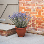 Potted lavender plant in front of a brick wall