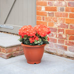 Potted plant with red flowers in front of a brick wall