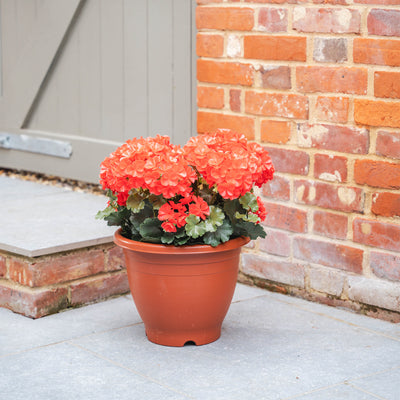 Potted plant with red flowers in front of a brick wall