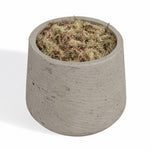 A small cylindrical concrete planter pot filled with pale green and brown moss, shown on a plain white background.