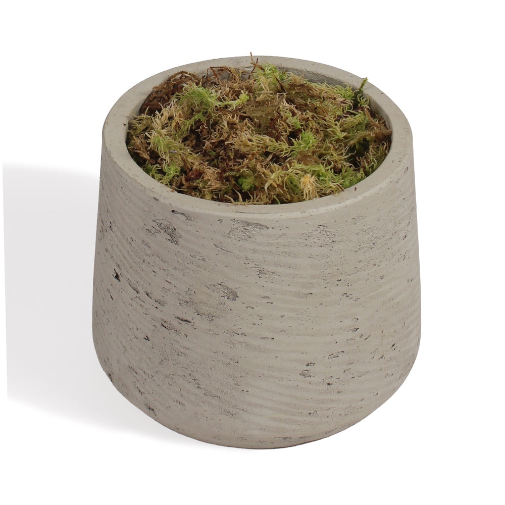 A small tapered concrete planter with a textured light gray finish, filled with green and brown moss, shown on a white background.