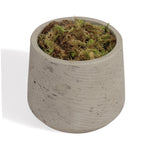 A small tapered concrete planter with a textured light gray finish, filled with green and brown moss, shown on a white background.