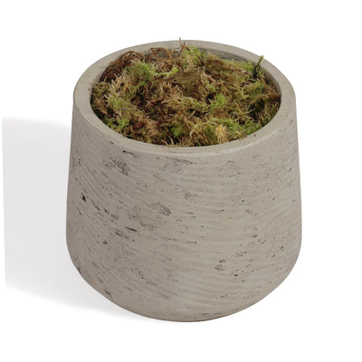 A small tapered concrete planter with a textured light gray finish, filled with green and brown moss, shown on a white background.